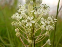 Schizocarphus nervosus flowers